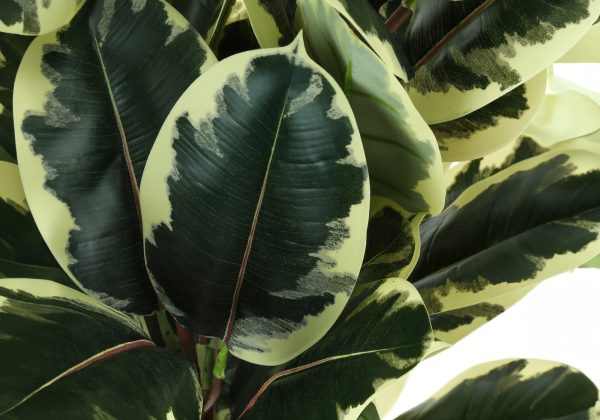 ARTIFICIAL PLANT - 47"H / INDOOR OAK TREE IN A 5" POT