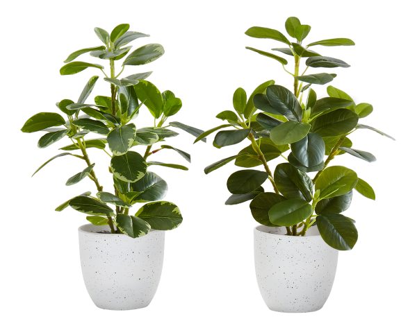 ARTIFICIAL PLANT - 2PCS / 14"H FICUS ELASTICA / 4" POT