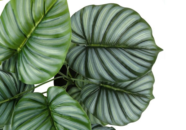 ARTIFICIAL PLANT - 24"H / INDOOR CALATHEA IN A 5" POT