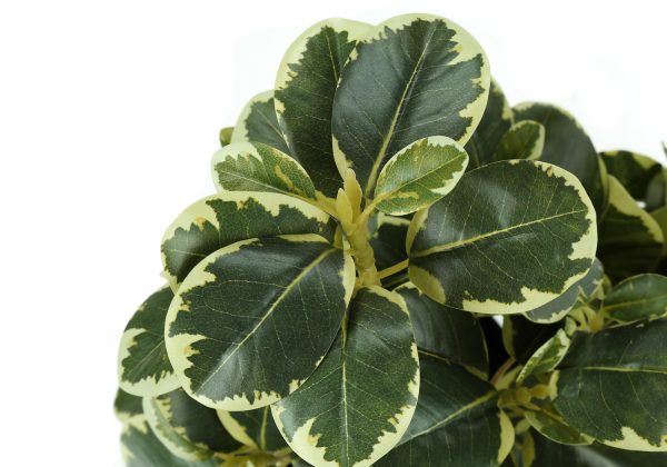ARTIFICIAL PLANT - 2PCS / 14"H FICUS ELASTICA IN 4" POT